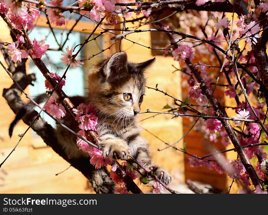 Stripy kitten climbed the flowering almonds