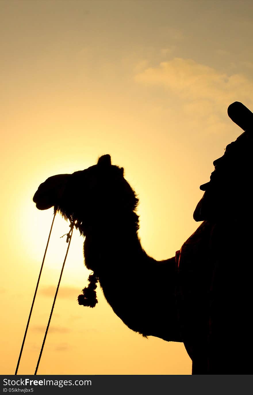 A silhouette of a camel during sunset on the beach