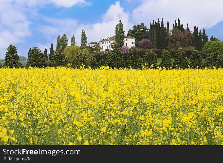 Landscape of yellow flower field