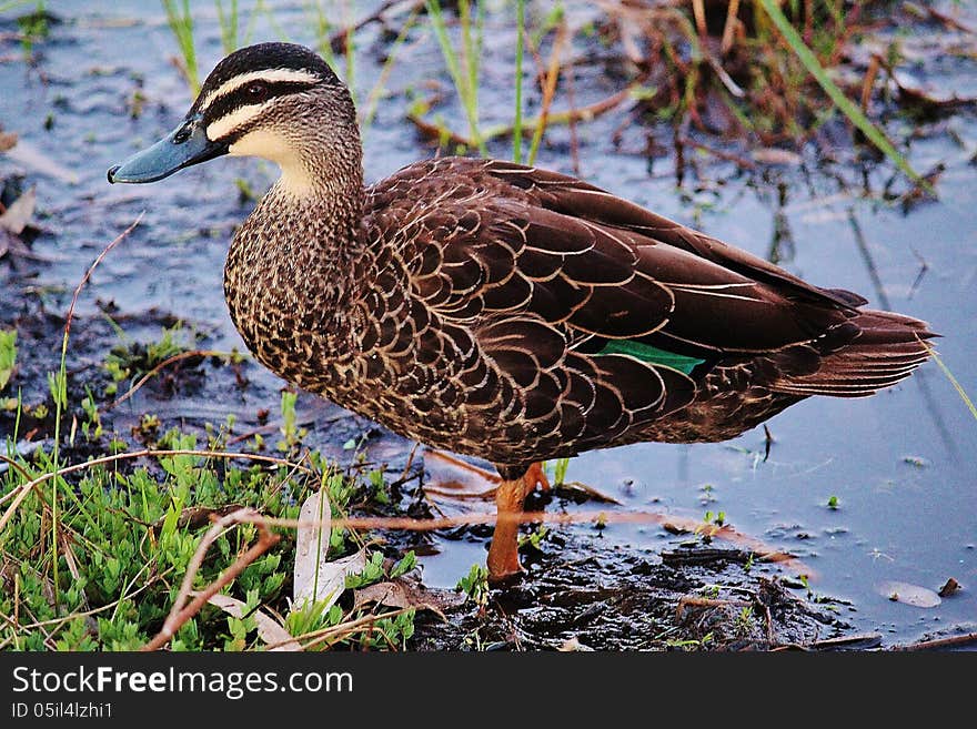 Duck On The Lake