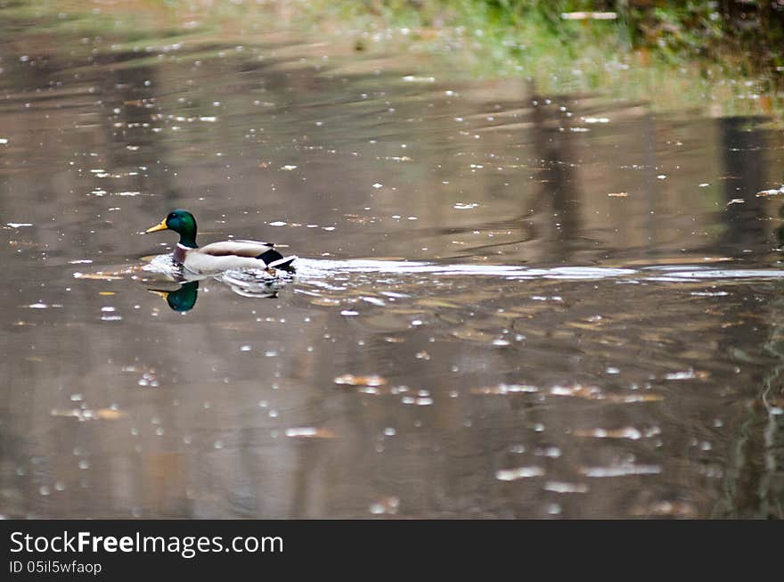 Duck at the lake