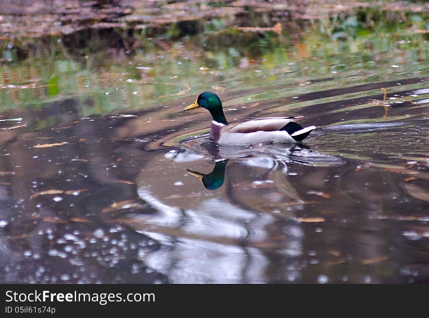 Duck at the lake