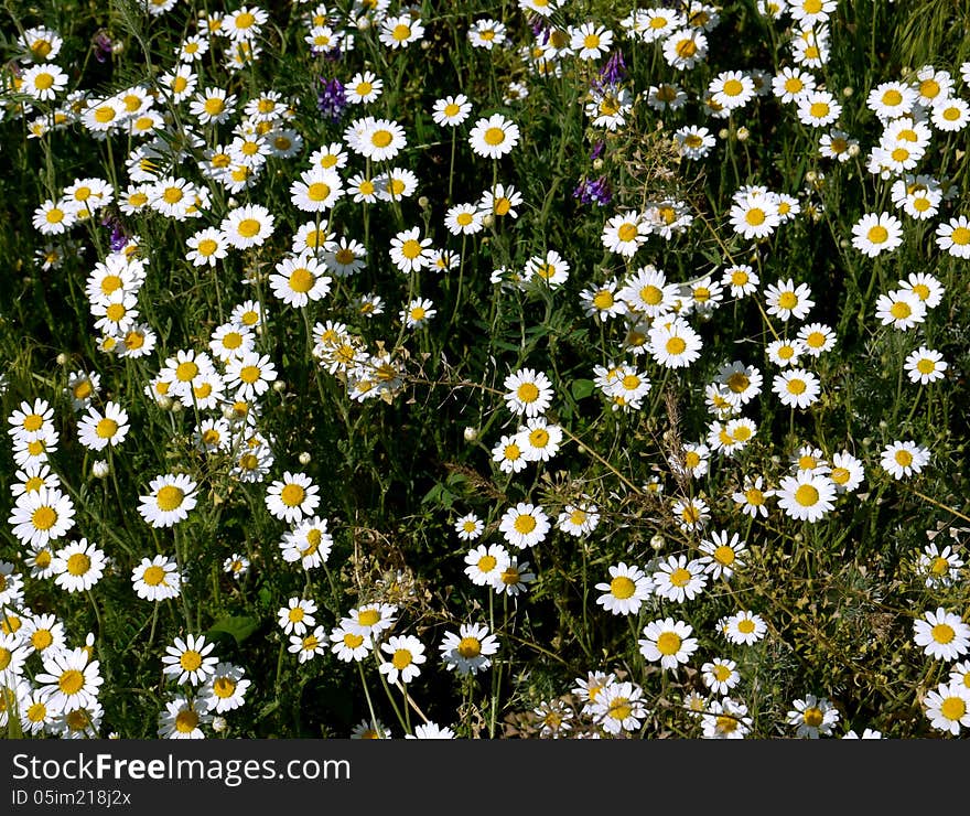 Chamomile flowers as a carpet, white petals, green grass. Chamomile flowers as a carpet, white petals, green grass