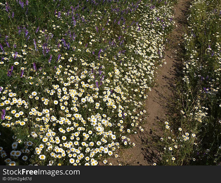 Footpath on the flowery meadow