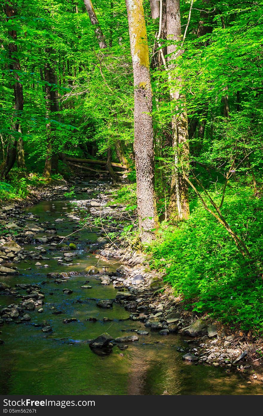 Small Stream With Stones In The Old Forest