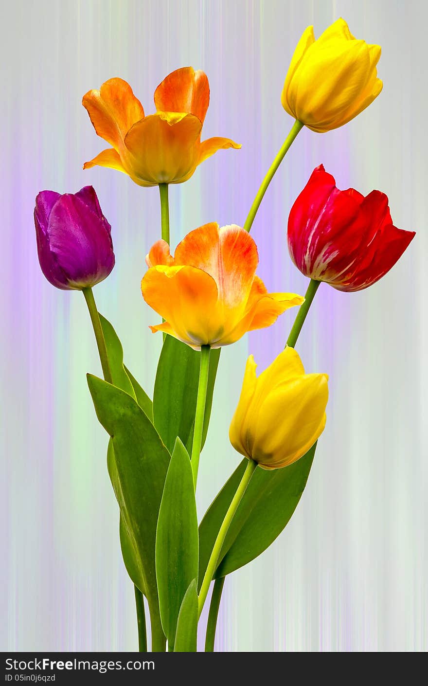 Tulips