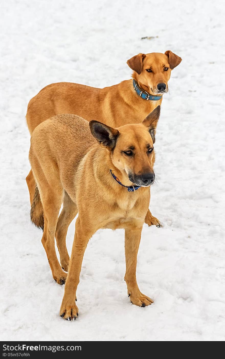 Two Dogs. Snow Spring of 2013. Vitebsk Belarus.