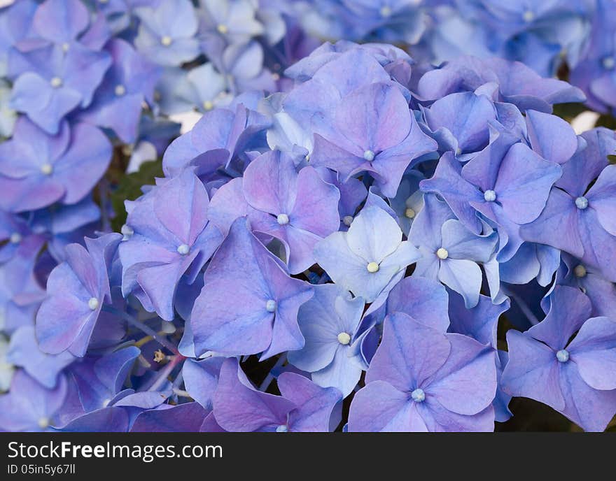 Hydrangea Flowers Background