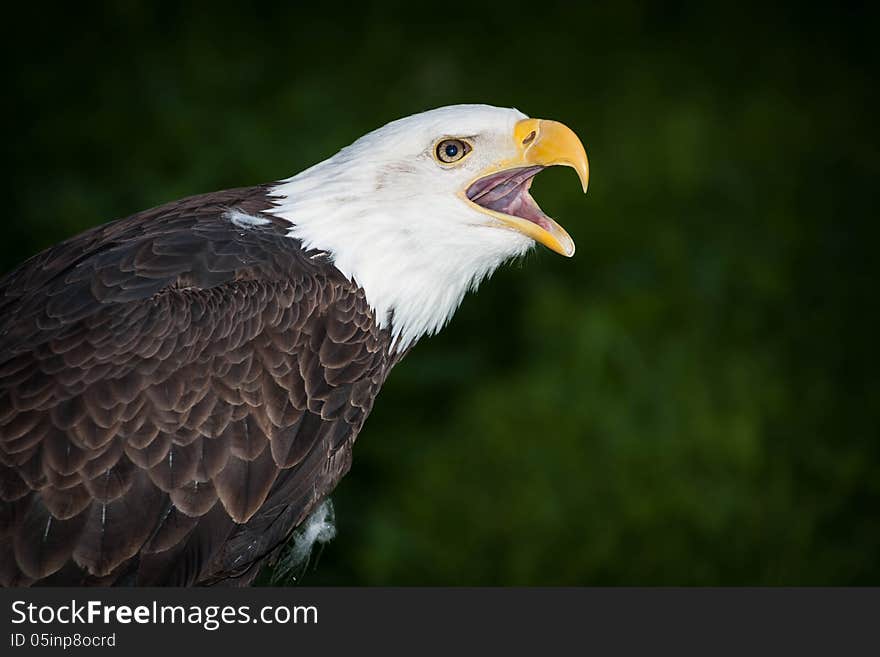 Portrait of a bald eagle squeaker