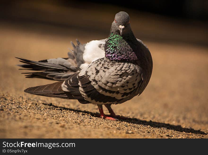 Pigeon is a street thievery