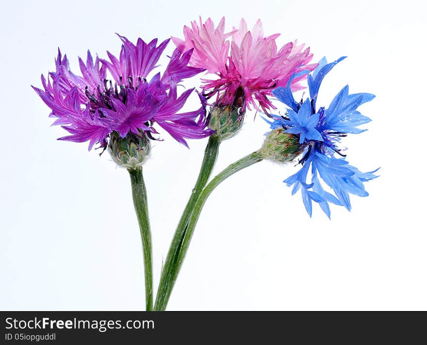 Multicolored cornflowers close up on white