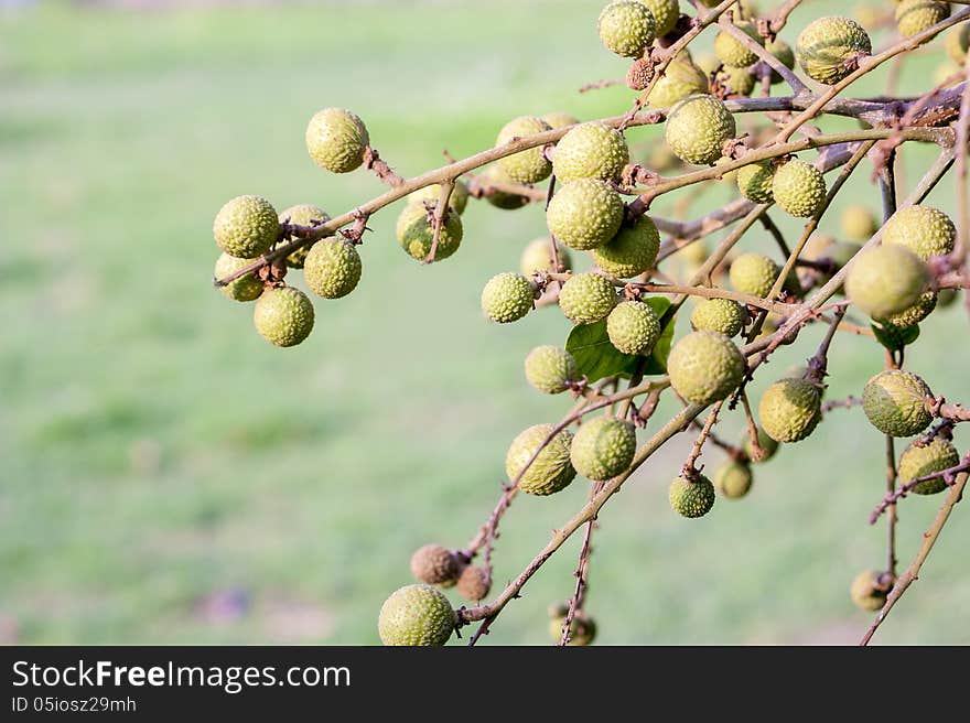 Young longan on their tree. Young longan on their tree.