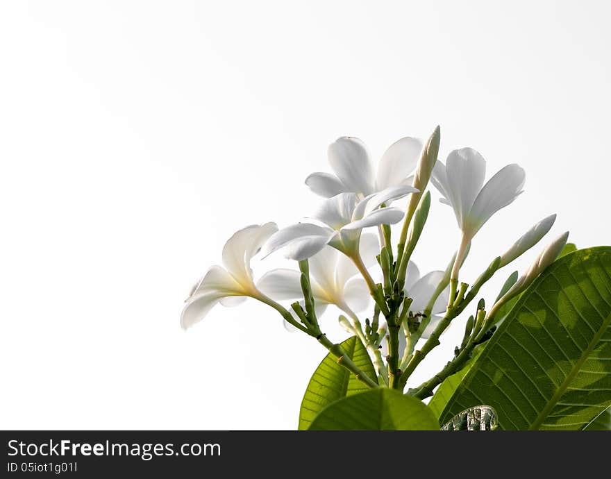 Isolated Plumeria flower bush.