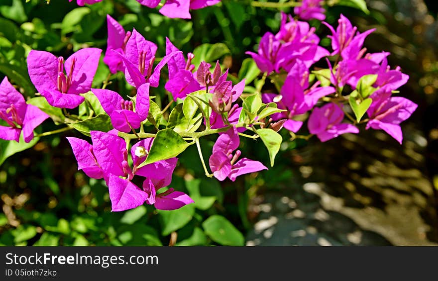 Flower:Bougainvillea