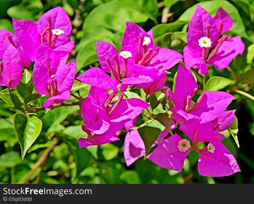 Flower:Bougainvillea