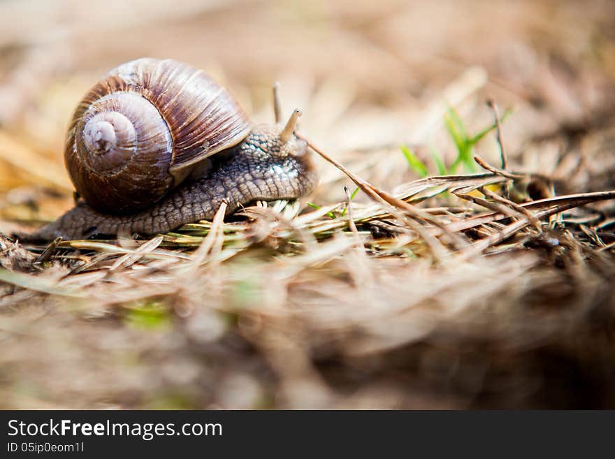 Helix In The Forest