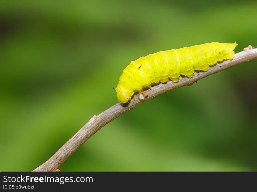 Closeup Green caterpillar (Common Mormon)