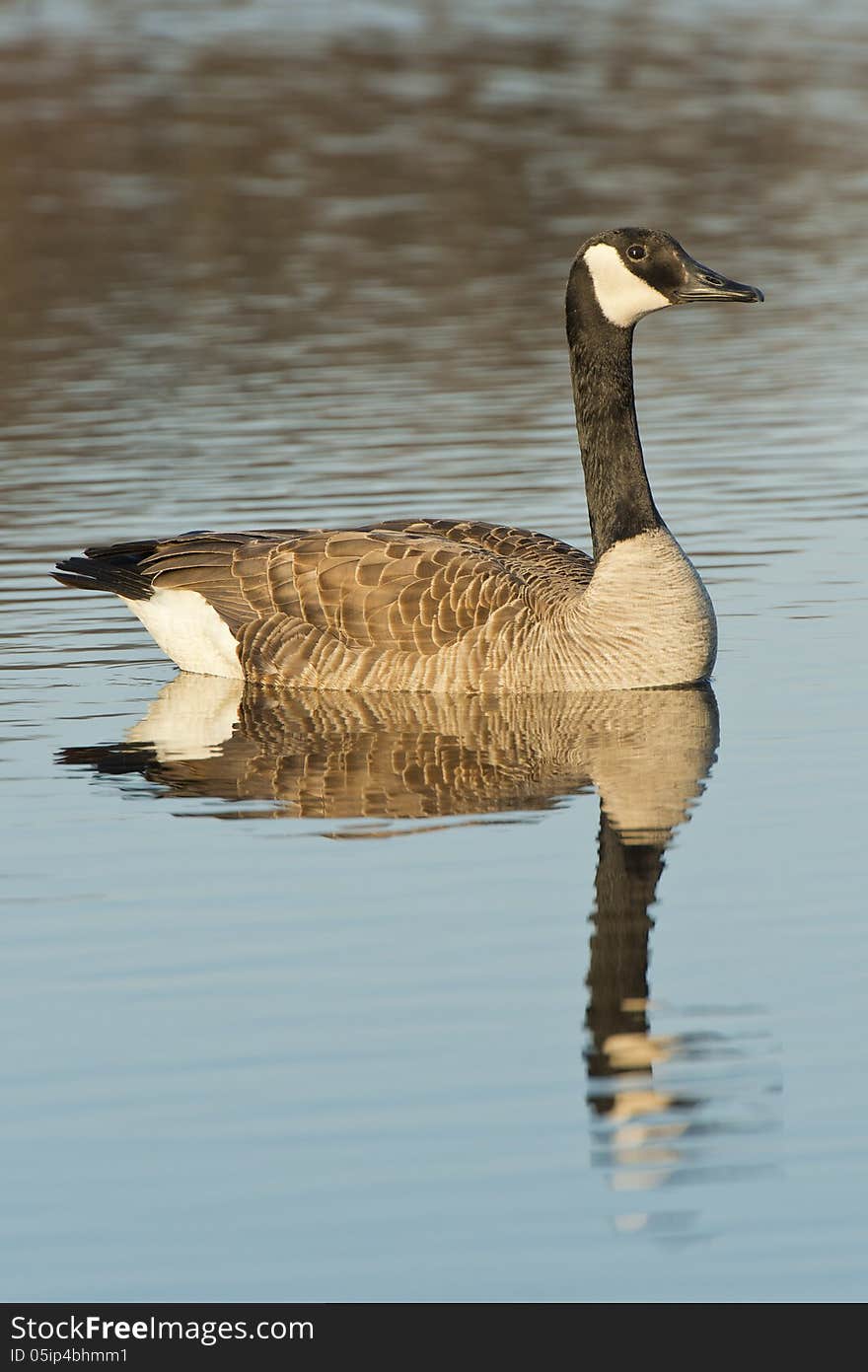 Swimming Goose