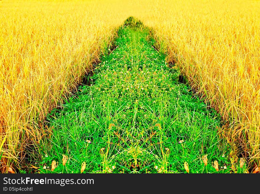 Rice fields