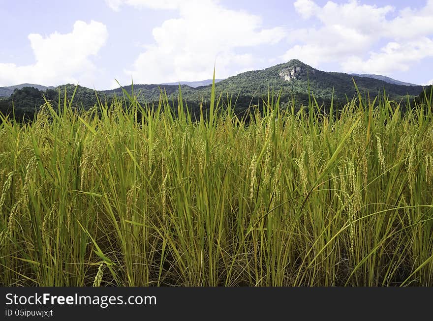 Rice fields