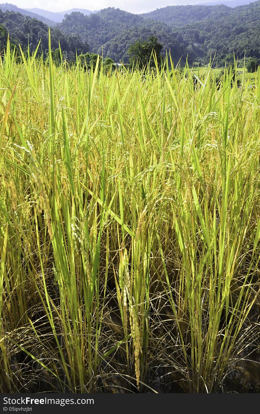 Rice fields