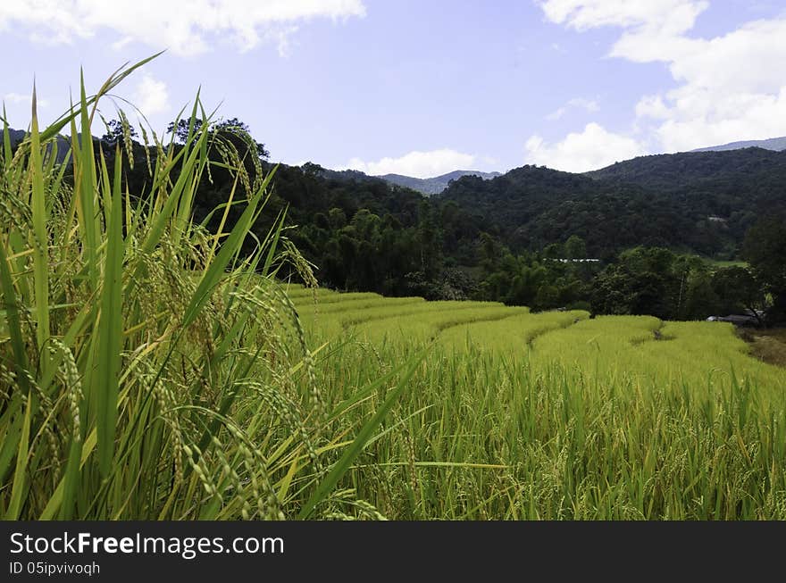 Rice fields