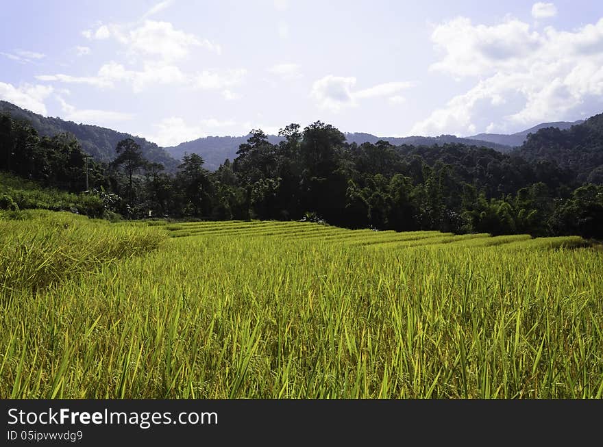 Rice fields