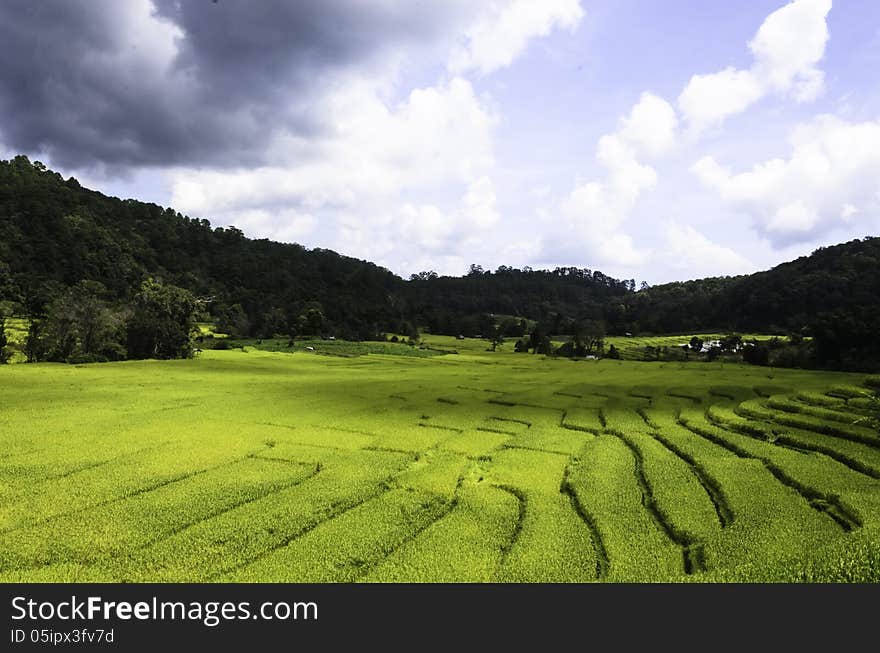 Rice Fields