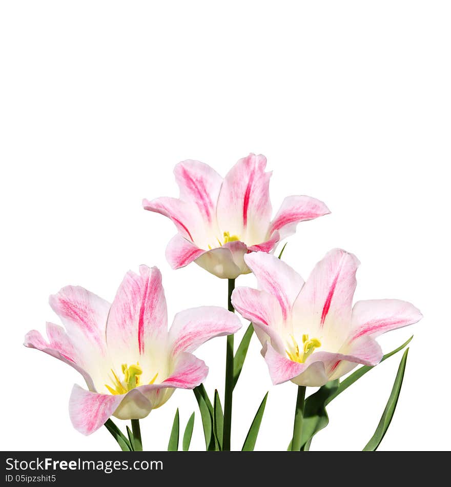 White And Pink Tulips On White