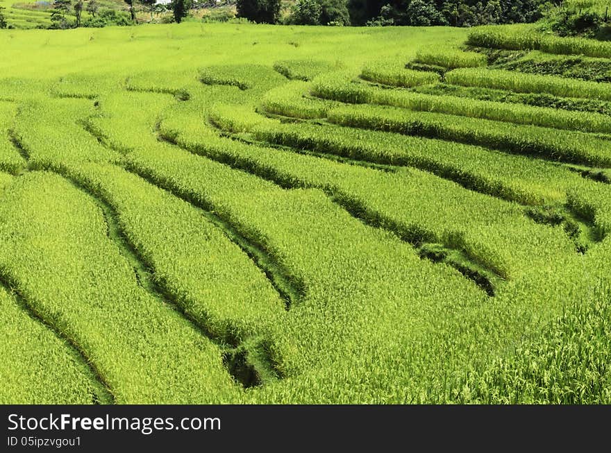 Rice fields