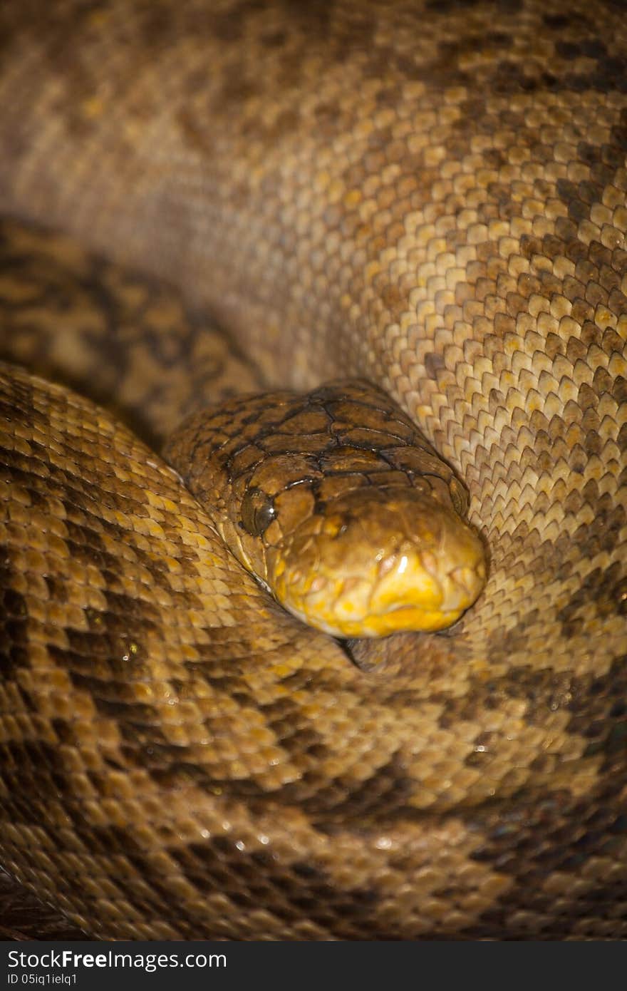 Yellow snake in the interior