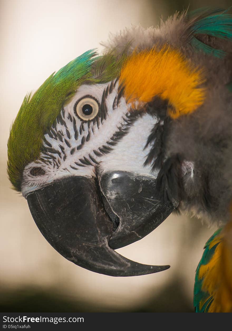 Macaw beautiful bird in the zoo