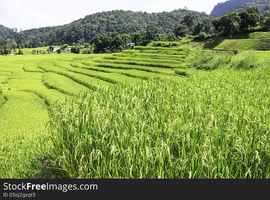 Rice fields