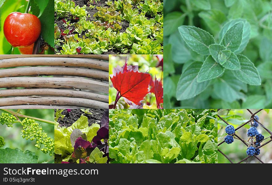 A collage of different garden fruits and vegetables. A collage of different garden fruits and vegetables