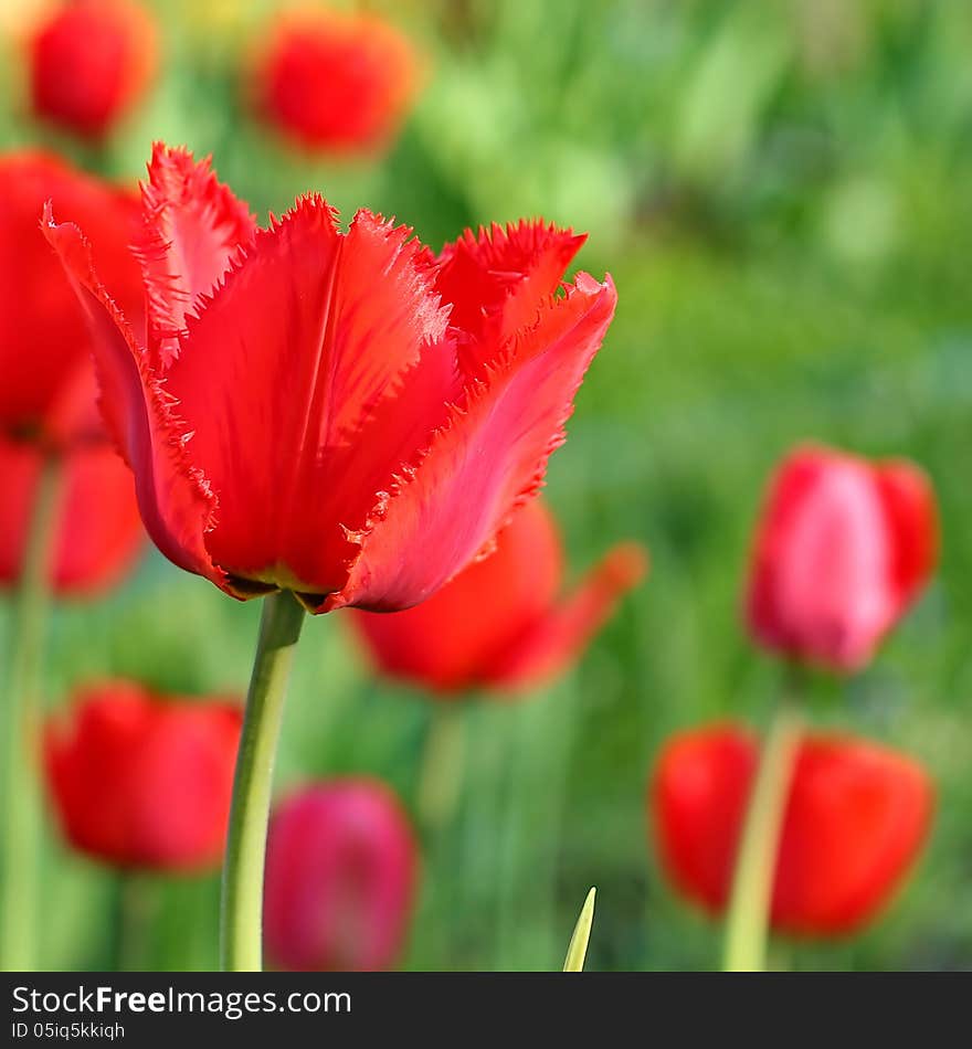 Red Tulips. The tulip is a perennial, bulbous plant with showy flowers in the genus Tulipa.