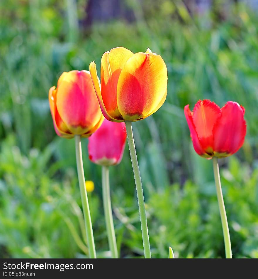 Red Tulips