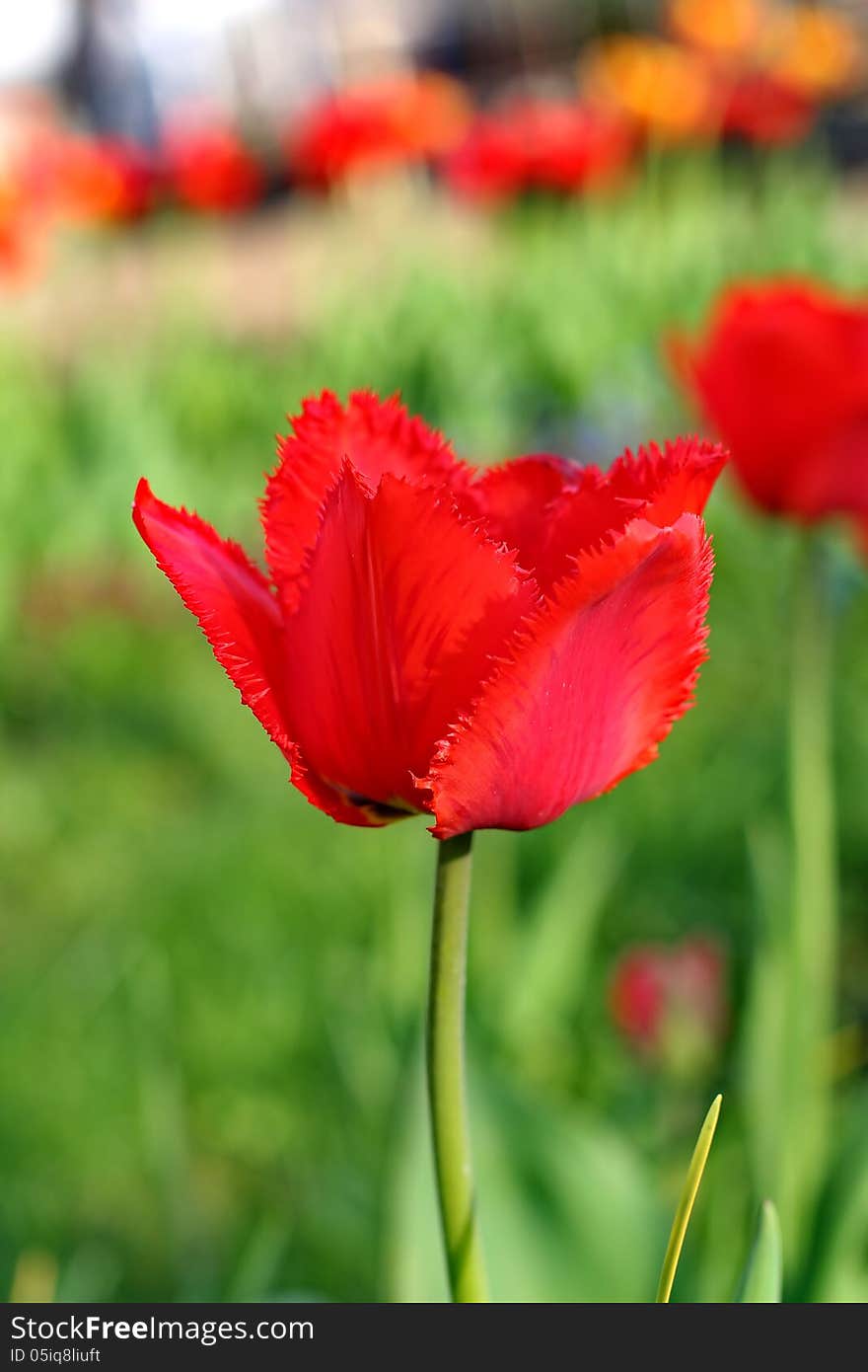 Red Tulips