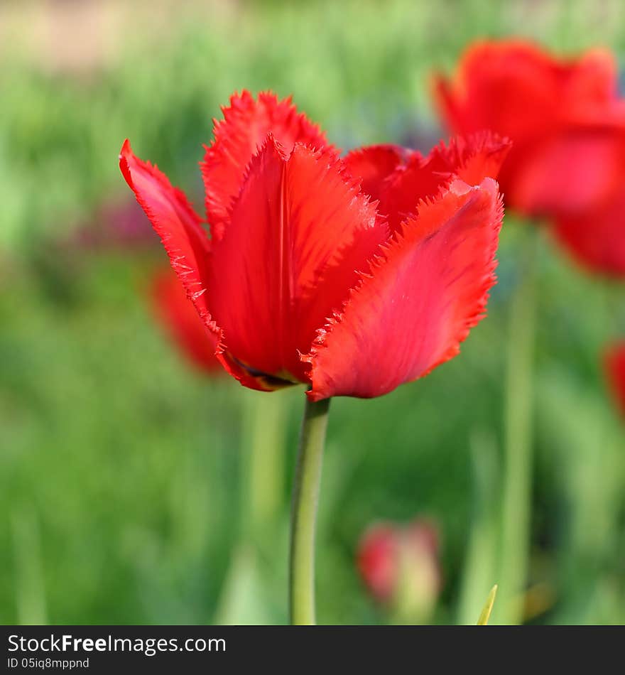 Red Tulips