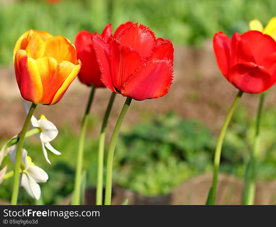 Red Tulips. The tulip is a perennial, bulbous plant with showy flowers in the genus Tulipa.