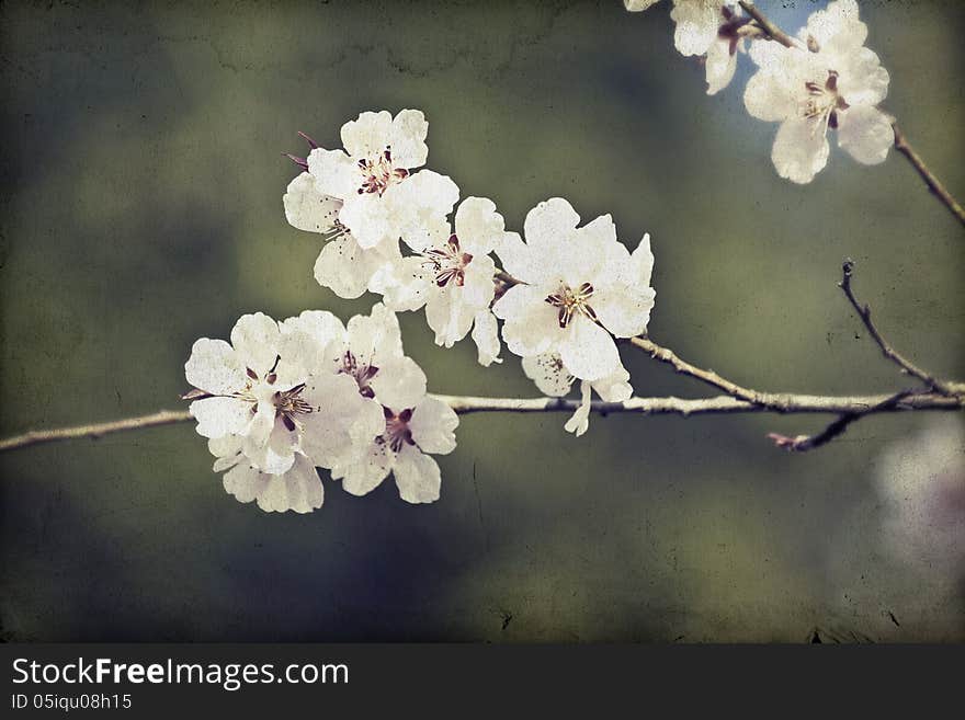 Close up on spring blossom with soft focus - old photo