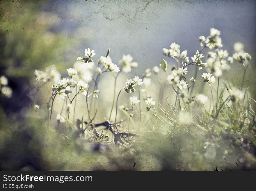 Vintage photo of flower field