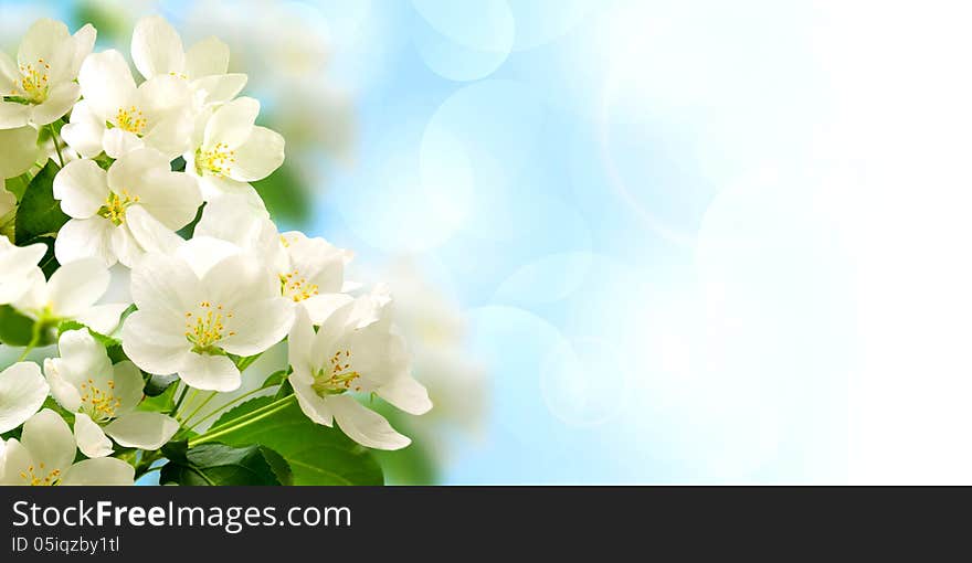 Flowering branches of the Apple tree on a blue background. Flowering branches of the Apple tree on a blue background