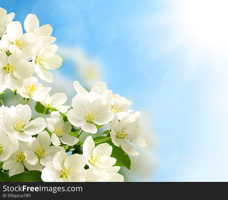 Beautiful flowering apple-tree branches. Beautiful flowering apple-tree branches