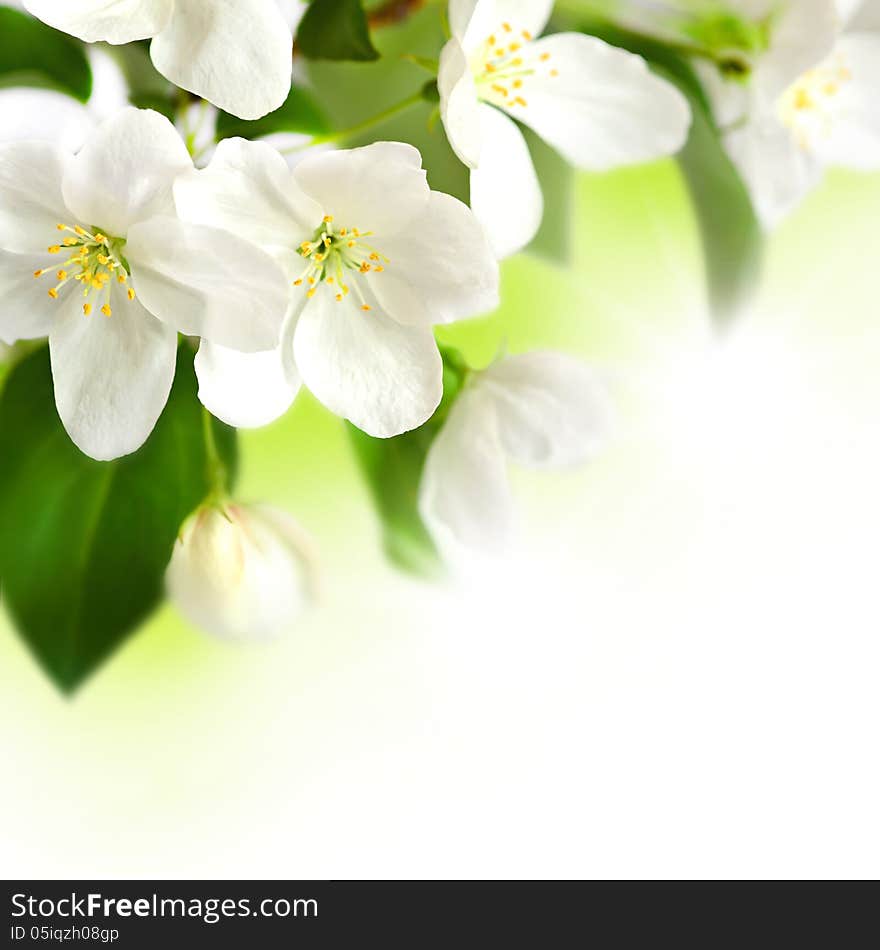 Flowering branch of an аpple-tree on white background. Flowering branch of an аpple-tree on white background