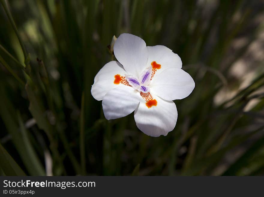 Tigridia got its name from the motley drawing flower core. ... Tigridia belongs to клубнелуковичным plants. Tigridia got its name from the motley drawing flower core. ... Tigridia belongs to клубнелуковичным plants.