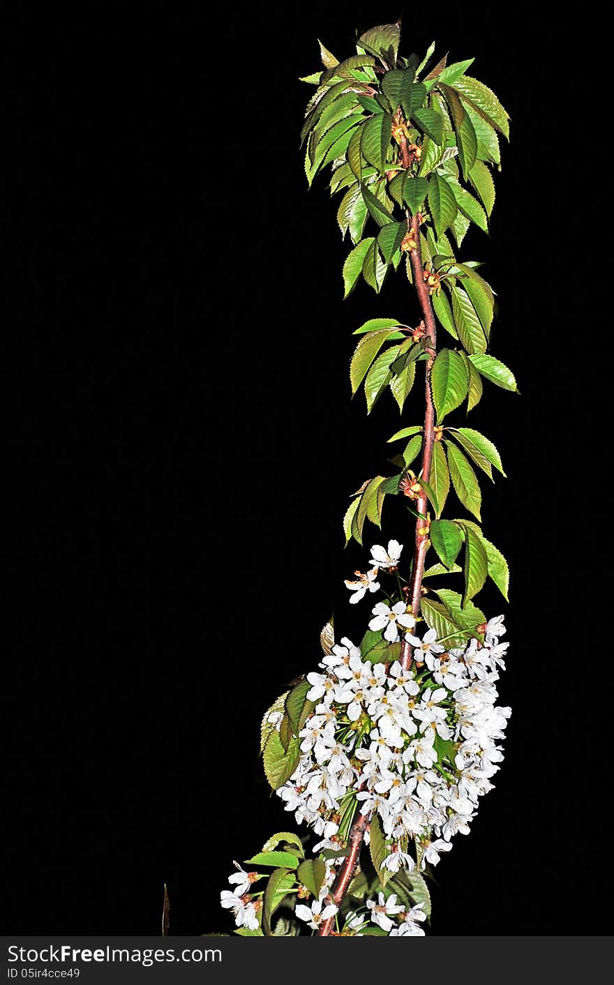 A blossomed branch of a cherry tree at night