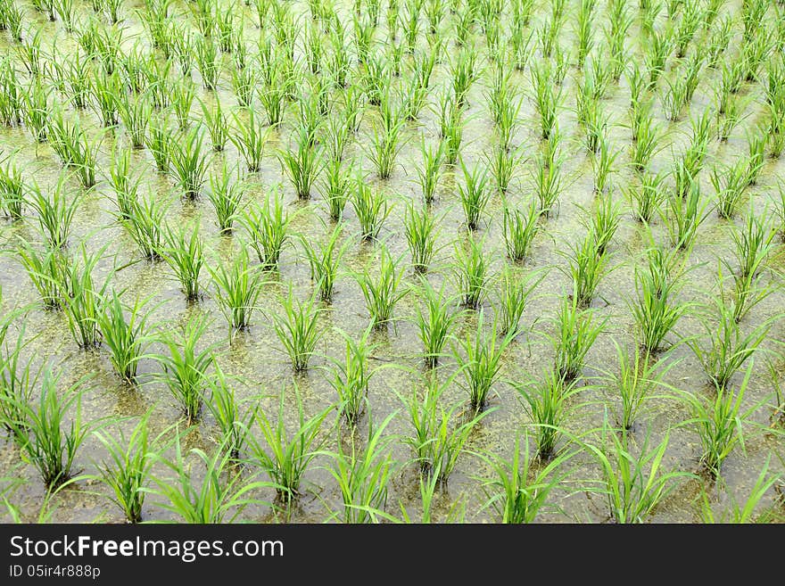 Green paddy fields in spring