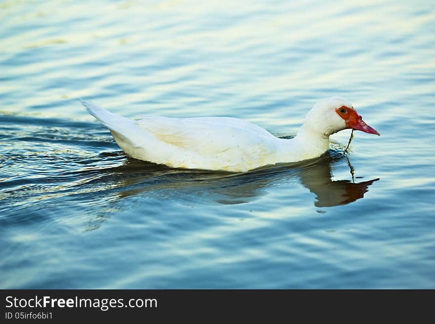 White duck swimming in blue water lake