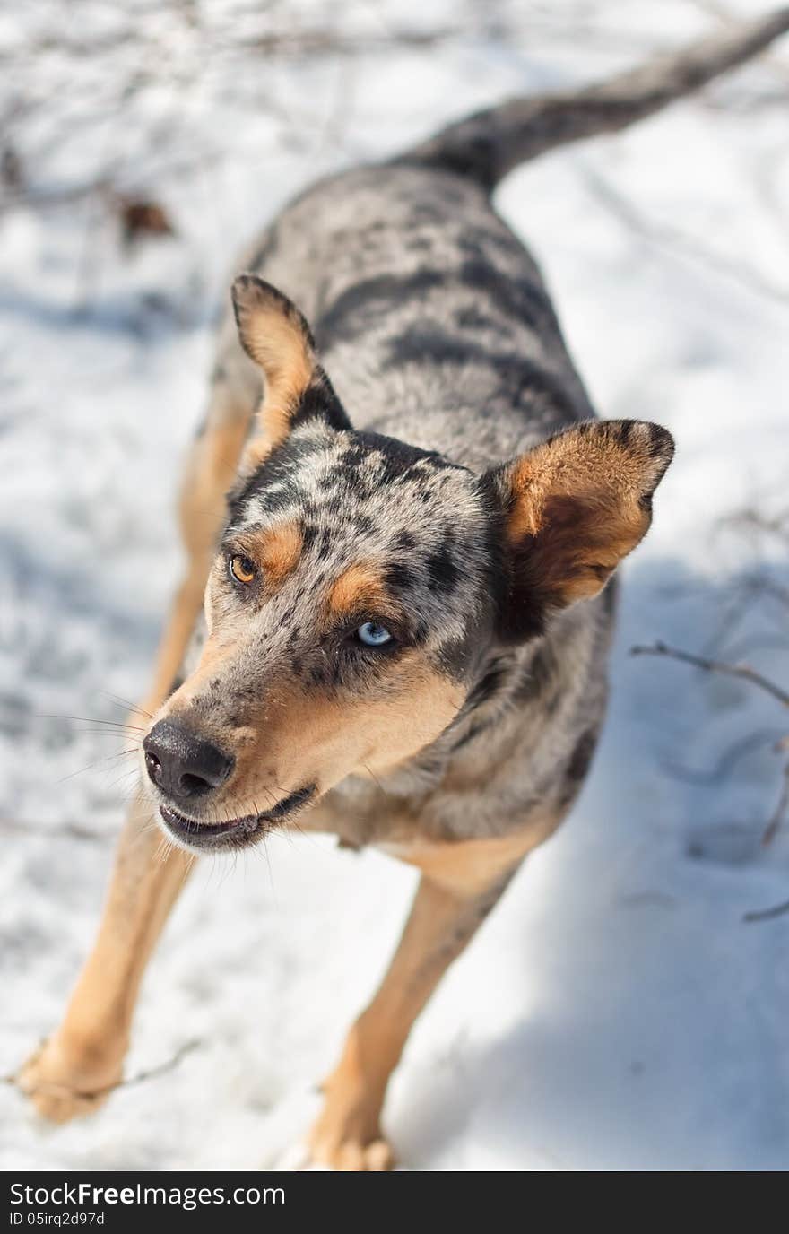 Australian shepherd.