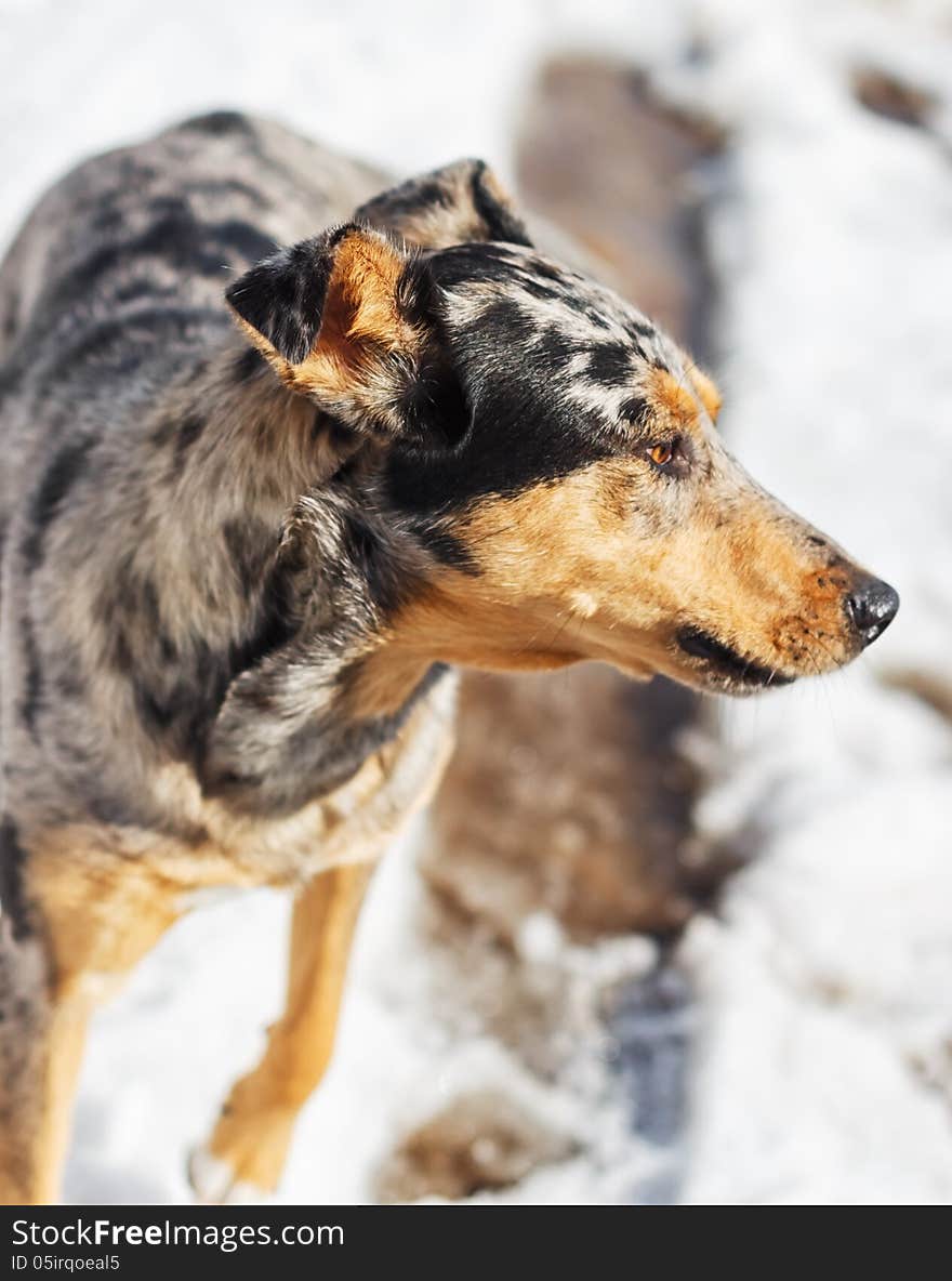 Australian Shepherd.